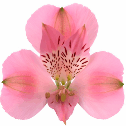 Alstro Pink SupSel RIO