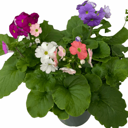 6" PRIMROSE OBCONICA