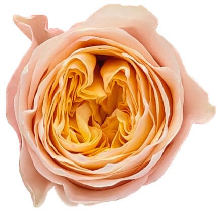 Rose King's Cross 60cm holex