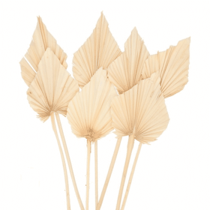 Palm Spears Bleached holl