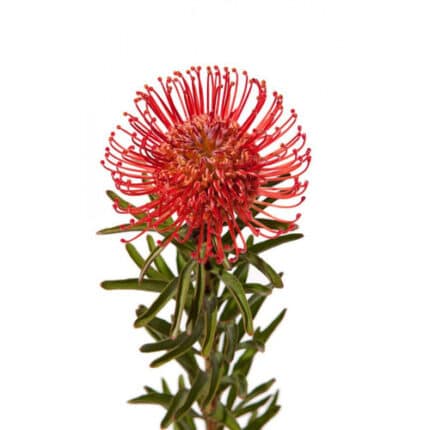 Pins Scarlet Red chile(STEM)