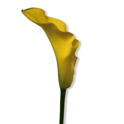Calla Yellow continental