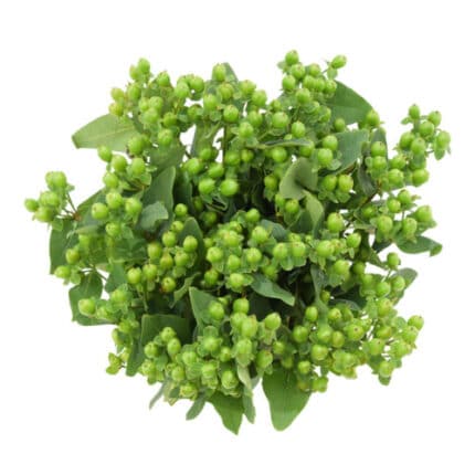 Hypericum LuckyRomance 60cm f.