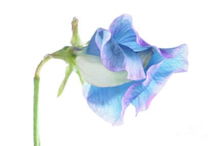 Sweet Pea Pastel Blue holl