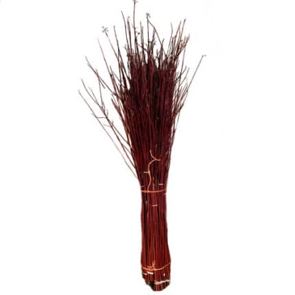 Dogwood Red continental 4ft