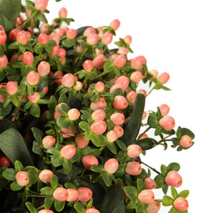 Hypericum Salmon rfi