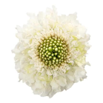 Scabiosa White holl