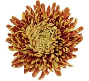 Mum Disbud Bronze Blaze galler