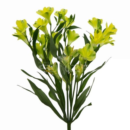 9c0a62f6-2092-40e4-aef2-9ba2fbaf71f9.jpg Alstro. Charmillia Fireflies m - Image 1