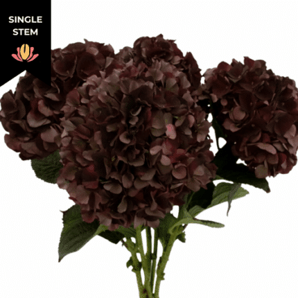 Hydrangea Magical Ruby Chocolate