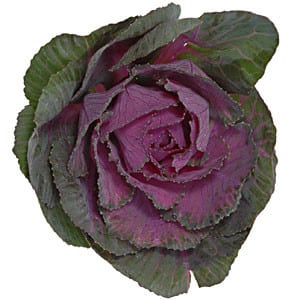 Kale Purple rio(5st)