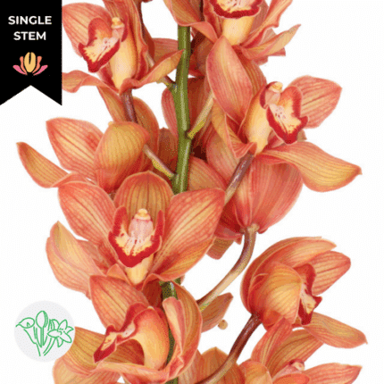Cymbidum Orange 50cm (stm) holl