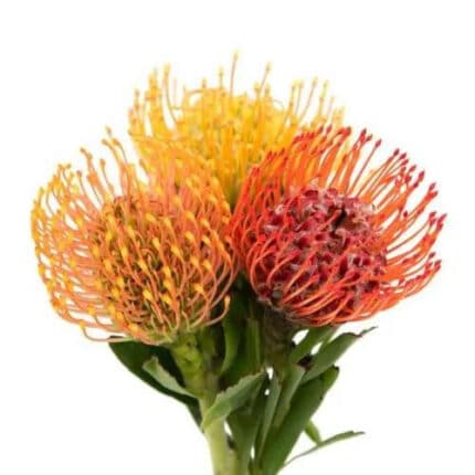 Protea Assorted (stm.) kendall