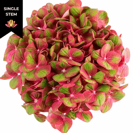 Hydrangea GreenFire chile(STEM)
