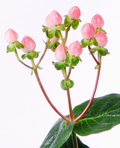 Hypericum Pink 70cm f.c.