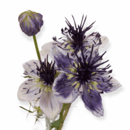 Nigella Blue&White var norcal