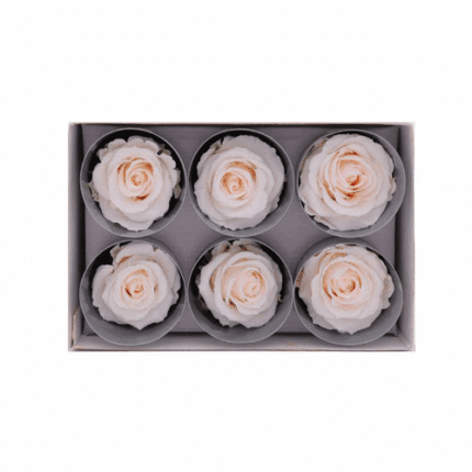 Lulu Rose Box Preserved Peach