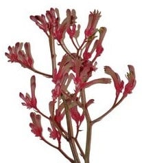 Kpaw Bush Inferno holl