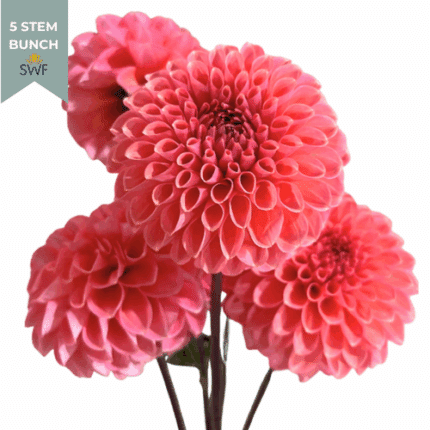 Dahlia Salmon local(5st)