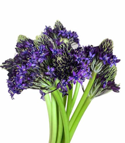 Scilla Peruviana camflor