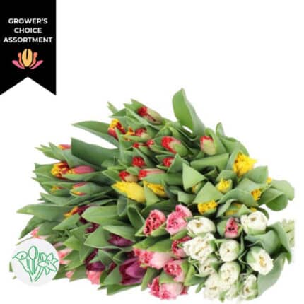 Tulip Frill Asst(12case)holl