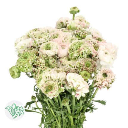 Ranunculus Pon Pon Casper holl