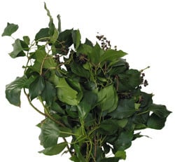 Tree Ivy Green camflor
