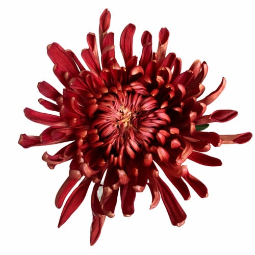 9cc0d65a-6ae9-4fb4-8067-76c7e5efff06.jpg Mum Cremon Red Kiss sole - Image 1