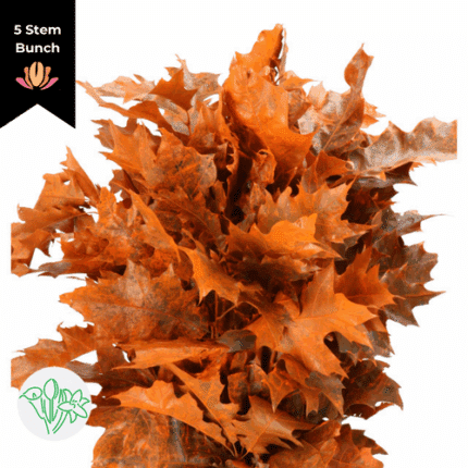 Dried Oak Dyed Frosted Orange holl