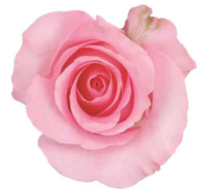 Rose Blusking Akito 60cm sunri