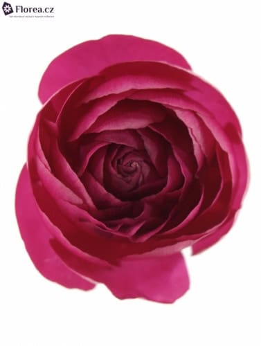 Ranunculus DeepRose holl -
