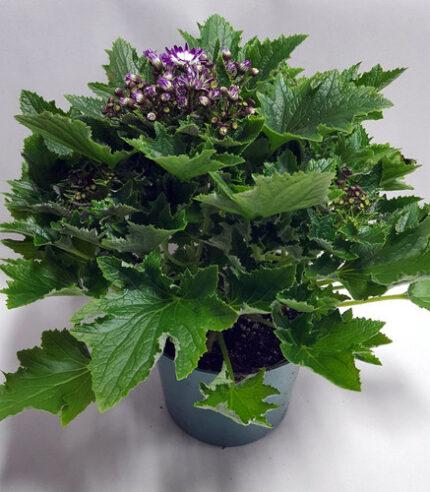 6" BLOOMING CINERARIA