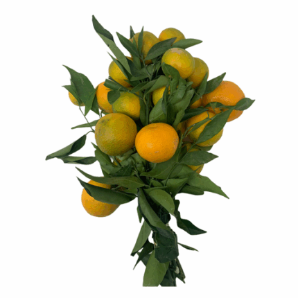 Clemintine pajarosa