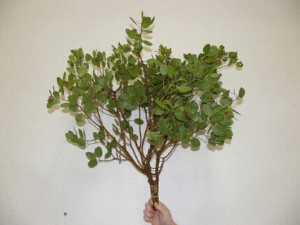 Manzinita med. With Leaf orego