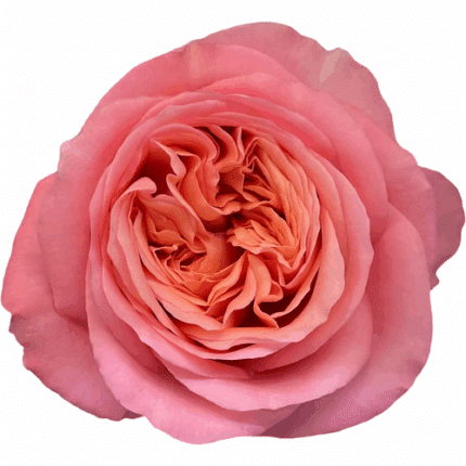 Rose Pink Expression 60cm choi