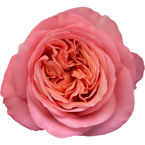 9d37eff7-7e12-41fd-a83a-f67823408431.png Rose Pink Expression 60cm choi - Image 1