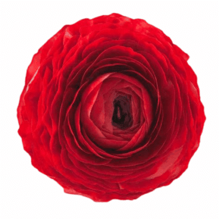Ranunculus Rosso Red tessa