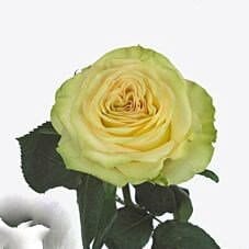 Rose Dynamic(25st) 50cm rprima