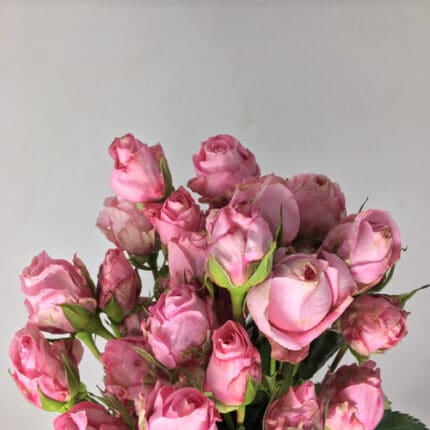 RoseSpray Bella Linda Pink rfi