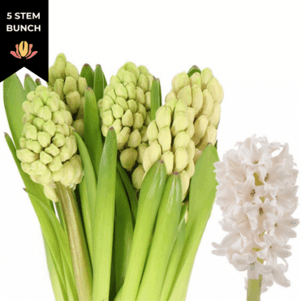Hyacinth ChinaPink Holl