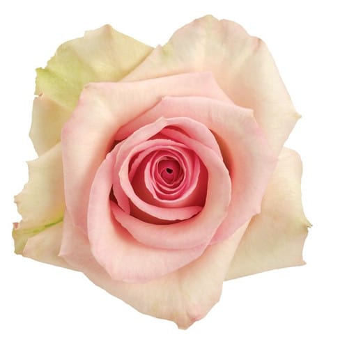 9d5f5c92-ced0-47dd-a7dc-68dcab22a21a.jpg Rose Sophie 70cm rfi - - Image 1