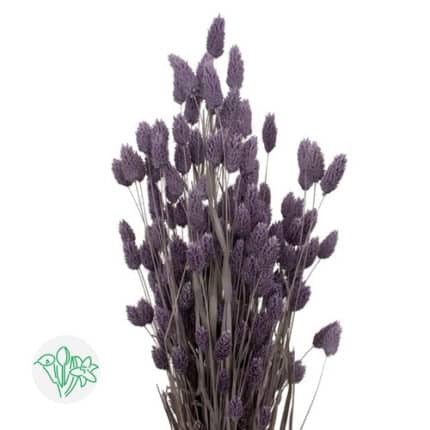 Phalaris Milka holl -