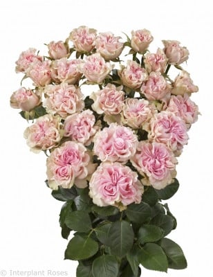 RoseSpray Candy Flow holl