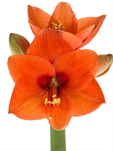Amaryllis naranja holl(st)