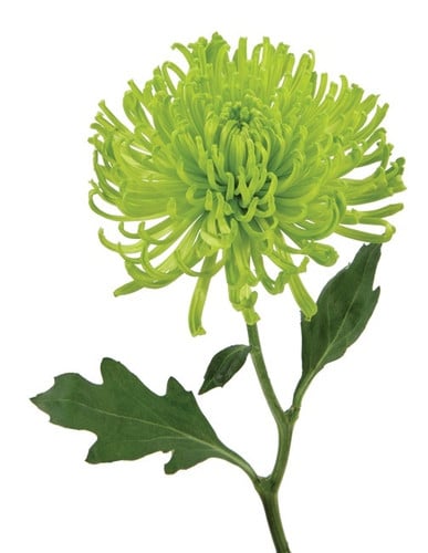 Mum Football Green gdn