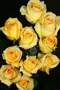 JUDY (yellow) 70/80 rfi