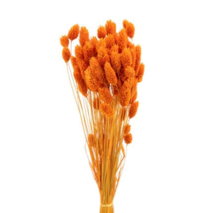 Phalaris Dried Orange holex