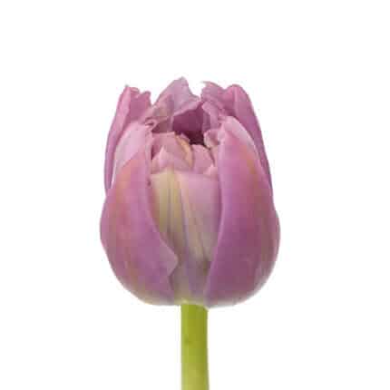 Tulip Dbl Price holl