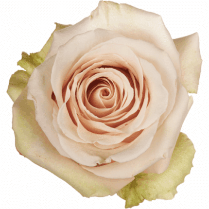 Rose Sahara Legend 50cm trilog