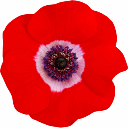 Anemone Red rio supsel